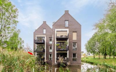 Boterbloem 9