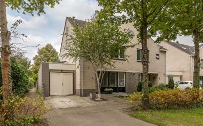Esdoornplan. 13