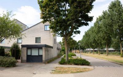 Esdoornplan. 38
