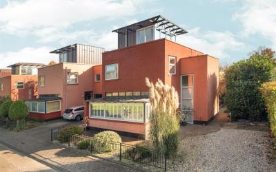 Robijnplant. 2