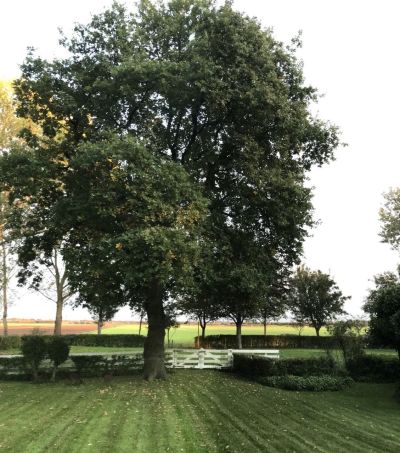 Dammerweg 10