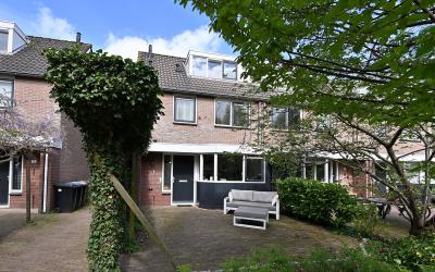 Aalscholver 13
