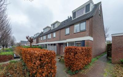 Aalscholver 20