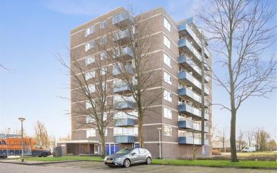 Boterbloem 81