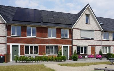 Knobbelzwaan 90