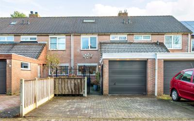 Boterbloem 50