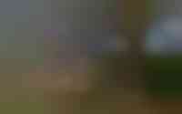 De Ster 11