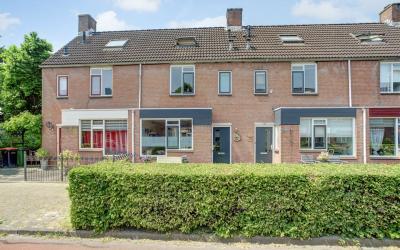 Paardebloem 11
