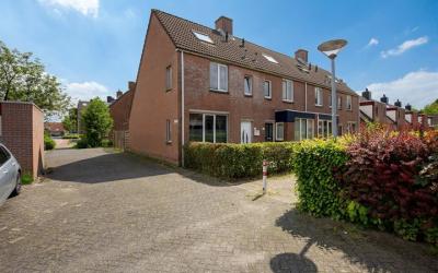 Paardebloem 47