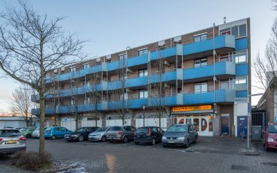 Korenbloem 100