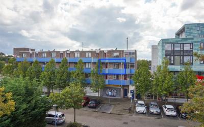 Korenbloem 96