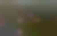 Elft 42