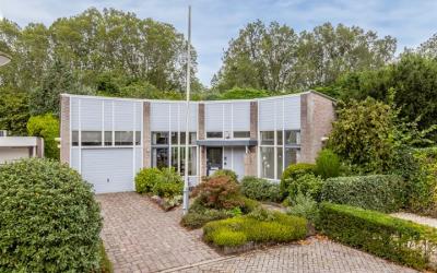 Mantelmeeuw. 4
