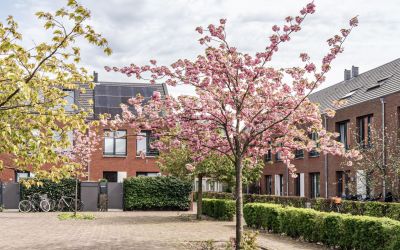 Nieuwe Mane. 13