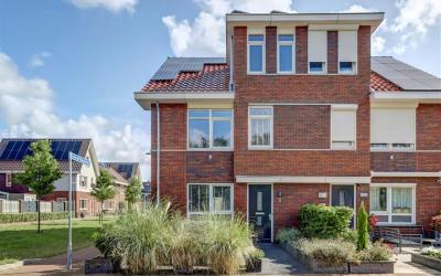 Boerhaavela. 6