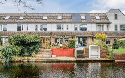 Goudsbloem 4