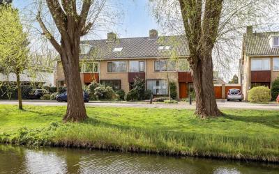 Zilvermeeuw. 11