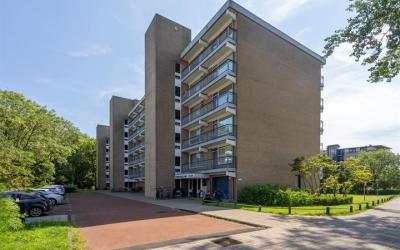 Boerhaavela. 83