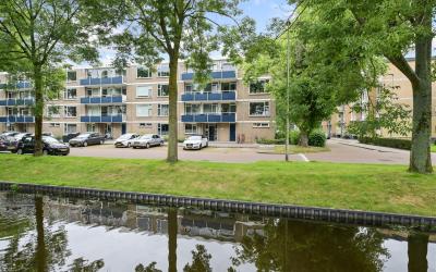 Goudenregen. 2