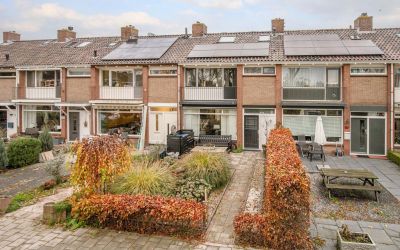 Groene Zoom 41