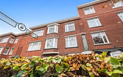 Vlierboomst. 664