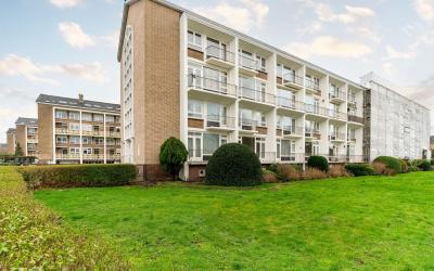 Ridderspoor. 262