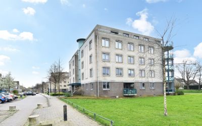 Ridderspoor 10