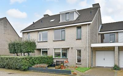 Pijlkruid 10