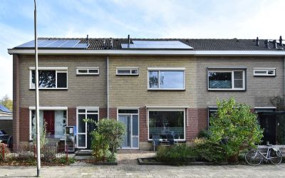 Hondsroos 6