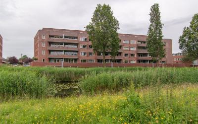 Essehout 56