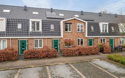 Esdoorn 10