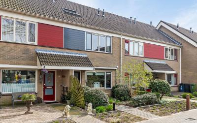 Papaverveld 4