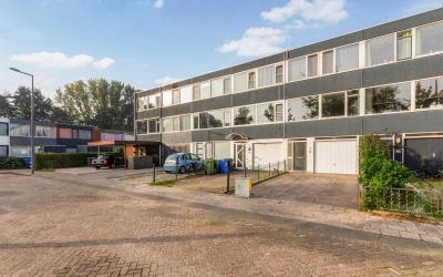 Zilverdistel 19