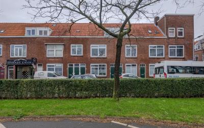 Ridderspoor. 38-E