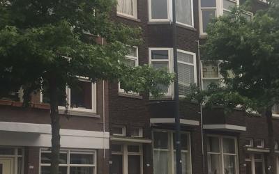 Boerhaavela. 66-B2