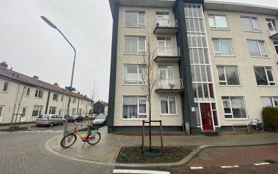 Aalscholver. 19