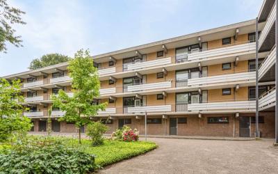 Campanula 116