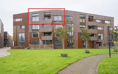 Kokardebloem 15