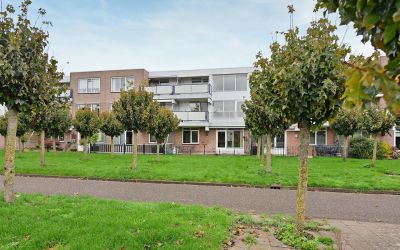 Goudplevier 51