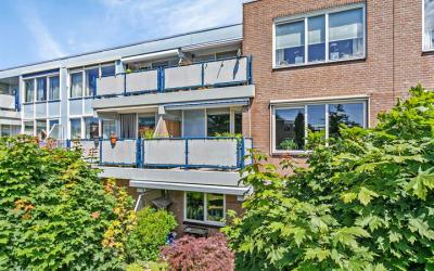 Goudplevier 59