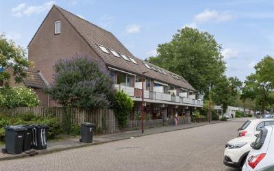Goudfazant 8