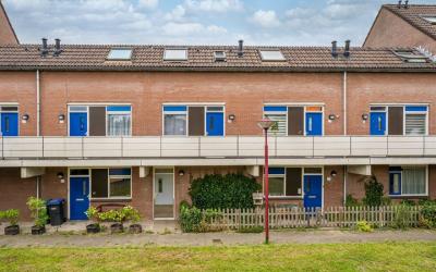 Goudfazant 31