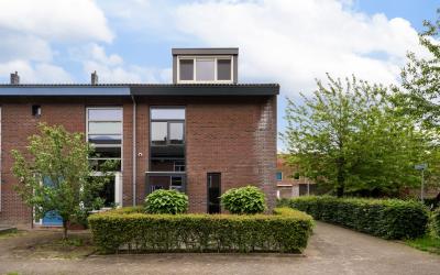 Pijlkruid 10