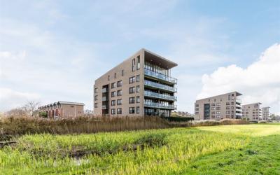 Korenbloem 14