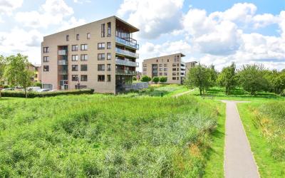 Korenbloem 32