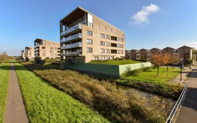 Korenbloem 106