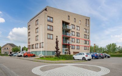 Korenbloem 94