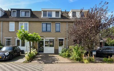 Blauwe Zegge 4