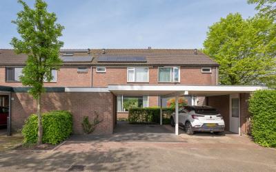 Scholekster 31