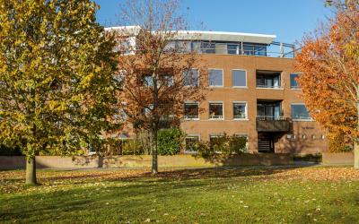 Tonselsedre. 291